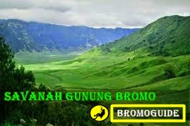 Padang Savanah Bukit Teletubbies Wisata Bromo